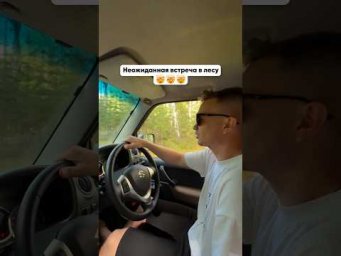 Неожиданная встреча в лесу