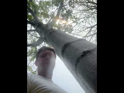 Потрогал Баобаб #urbanlife #zakriptu
