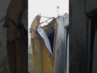Дерево внезапно перебегало дорогу