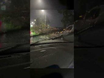 Тайфун в Китае: дерево лежит на хайвее