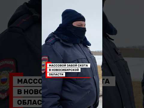 Контакты &ndash; в описании @yardrey #забойскота#новосибирск#юрист#козиха