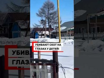 Контакты для помощи - в описании! @yardrey #забойскота#новосибирск #ярдрей #юрист