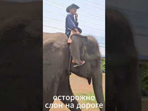 Осторожно! Слон на дороге! #urban #zakriptu #zakriptu.com