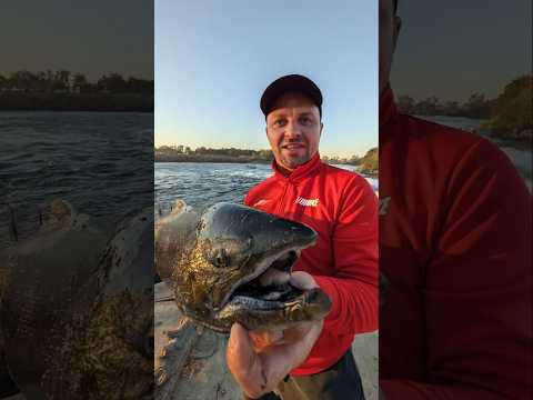 Catching California Salmon LIKE THIS! Catching California Salmon LIKE THIS!