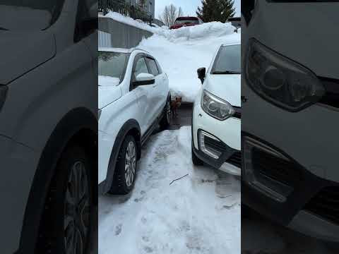 Лиса в автосалоне:) Лиса в автосалоне:)
