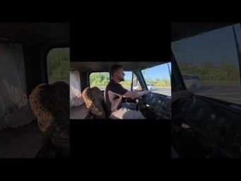 TG: nexpertGM Маз &ndash; это сила! #shorts #независимыйэксперт #георгиймедведев #авто #юмор